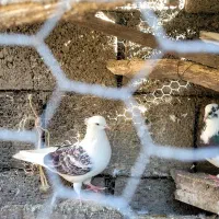 کبوتر پرشی باکیفیت|پرنده|بابل, |دیوار