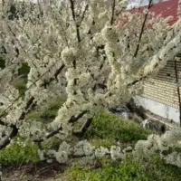 متقاضی سرایداری رایگان هستم