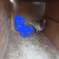 یک عدد هفرنگ نر|پرنده|دشتابی, |دیوار