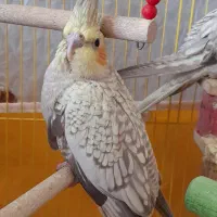 عروس هلندی|پرنده|خمینی‌شهر, |دیوار