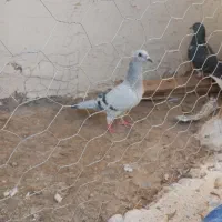 کفتر شامی ماده|پرنده|رضویه, |دیوار