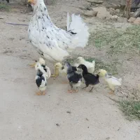 مرغ و جوجه گلین