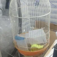 فروش انواع قفس قناری،مرغ عشق و عروس هلندی|لوازم جانبی حیوانات|میانه, |دیوار