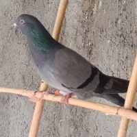 تکپر نر پرشی