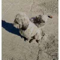 واگذاری سگ|سگ|تهران, قبا|دیوار