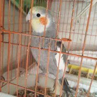 عروس هلندی نر فول دستی