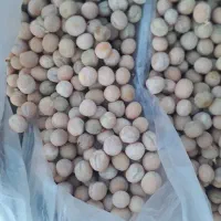 نخود فرنگی بذری