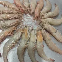 میگو دریایی هندیجان ارسال رایگان|خوردنی و آشامیدنی|عسلویه, |دیوار