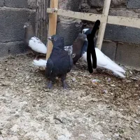 کفتر  کشکی سینه|پرنده|شیراز, بید زرد|دیوار