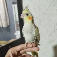 عروس هلندی رام|پرنده|هشتگرد, مدرس|دیوار