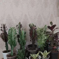 کاکتوس|گل و گیاه طبیعی|رشت, عینک|دیوار