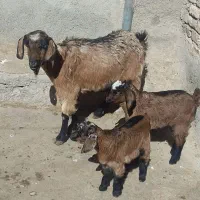 بزشیری|حیوانات مزرعه|فاروج, |دیوار