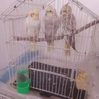 عروس هلندی