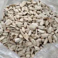 تخمه نیشابور