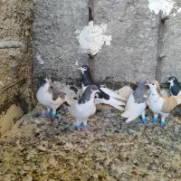 کبوتر شهری جوان پرشی|پرنده|شیراز, شیخ علی چوپان|دیوار