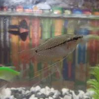 دو عدد ماهی گورامی