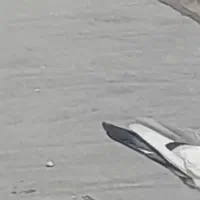 کفتر|پرنده|قم, باغ شازده|دیوار