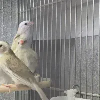 فنچ ماسکت و فنچ و تخم جغدی شکلاتی و اورنج|پرنده|تهران, مینای شمالی (مخبر)|دیوار