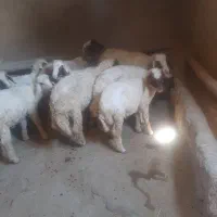گوسفند نر واده