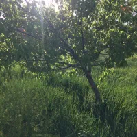 باغ ۱۰۰۰ متری