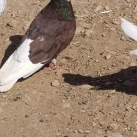 فروش کبوتر سرور