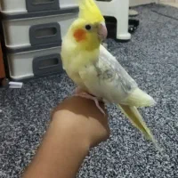 طوطی عروس هلندی دوکت نر