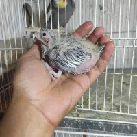 جوجه عروس هلندی نژاد سحنگو