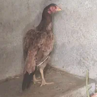 ماکیان  اصیل