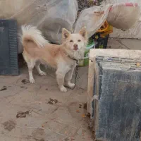 سگ پاکوتاه نرصحیح وسالم