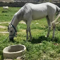 اسب فروشی