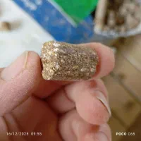 جو بذری ،با خوراک پلت پرواری