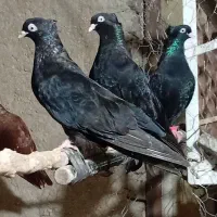 چند تا سیاه برای فروش