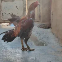 جوجه لاری 8ماهه|حیوانات مزرعه|کرمانشاه, |دیوار