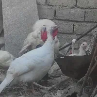 بوقلمون نر سفید