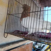 نرکله ای|حیوانات|بروجرد, |دیوار