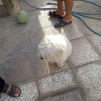 سگ پاکوتاه