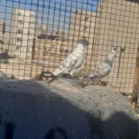 کفتر جفت|پرنده|تهران, شهرک شریفی|دیوار