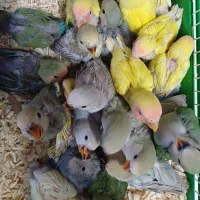 جوجه برزیلی طوطی برزیلی