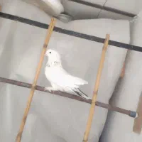 نر خال پیس دم رش