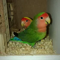یک جفت طوطی برزیلی|پرنده|مشکین‌دشت, |دیوار