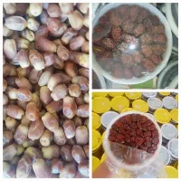 خرماوبرنج خوزستان.اصفهانم|خوردنی و آشامیدنی|برخوار, |دیوار