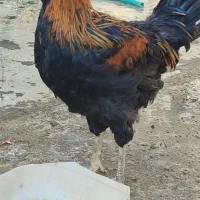 مرغ خروس گلین|حیوانات مزرعه|قم, الغدیر|دیوار