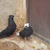 یک عدد شازده ماده کاکولی نوک جمع وسیاه ماده