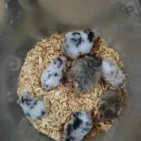 همستر|موش و خرگوش|اهواز, سپیدار|دیوار