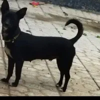 سگ سایز ریز آپارتمانی رایگان.