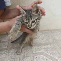 بچه گربه|گربه|سبزوار, قصبه شرقی|دیوار