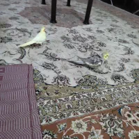 عروس هلندی|پرنده|خاش, |دیوار