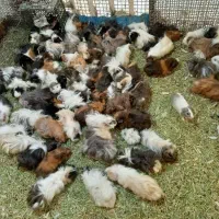 خوکچه های گوگولی با نمک جذاب .خرگوش مینی لوپ