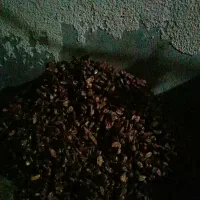 ضایات خرماف
