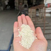 برنج کشت یک‌طارم‌هاشمی‌